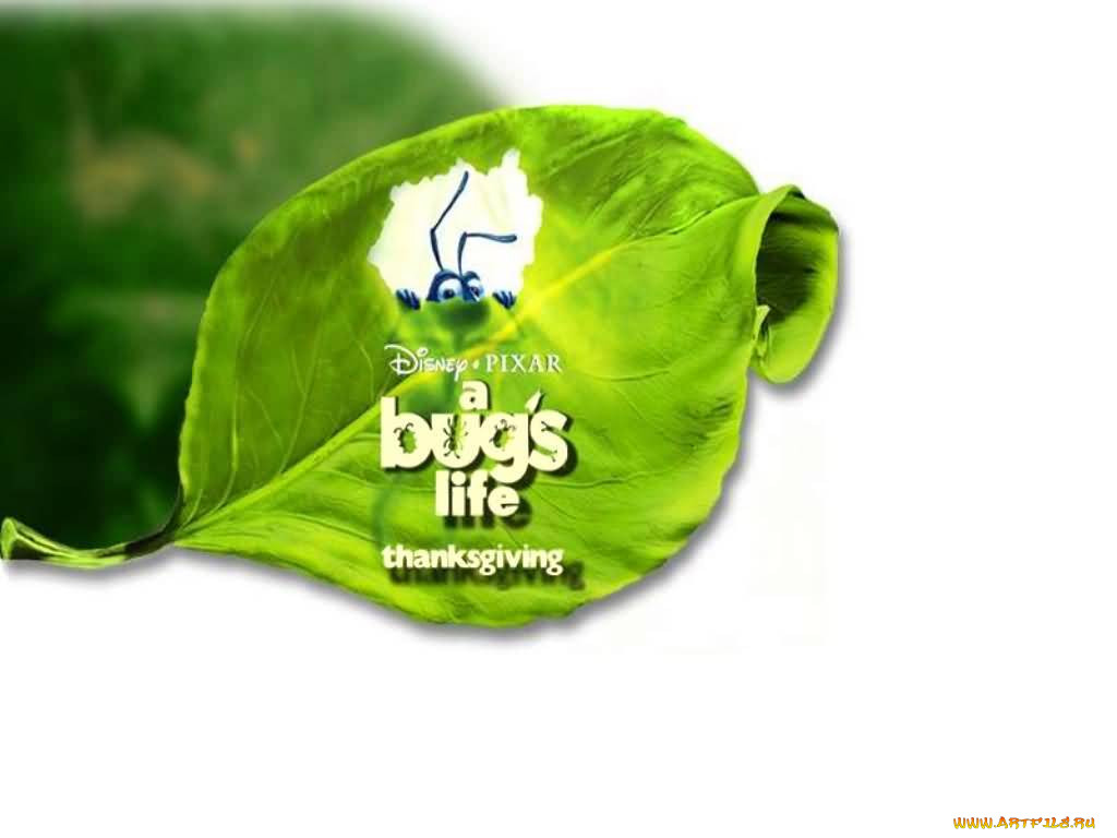 , bugs, life